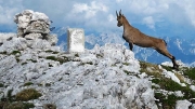 Chamois, Rubicapra rubicapra