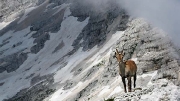 Chamois, Rubicapra rubicapra