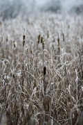 reeds at Mali plac