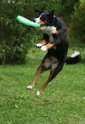 frisbee