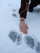 footprints