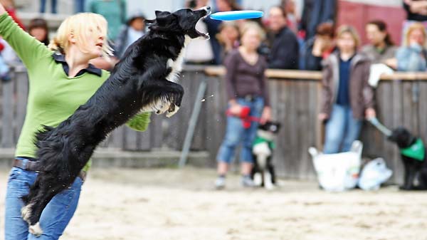 frisbee demo