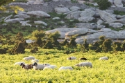 sheep on Erifi plateau