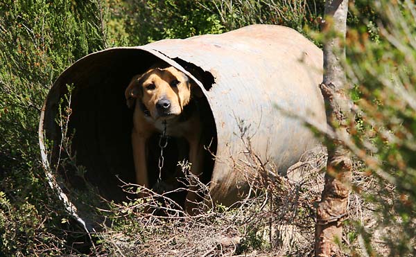 guard dogs 4