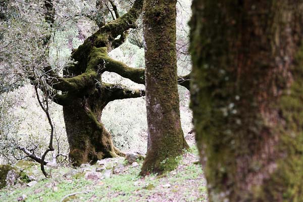 Quercus ilex in Radi forest
