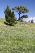 wheat fields