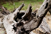 Quercus ilex in Radi forest