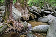 Platanus orientalis roots