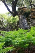 trees of Radi forest