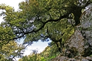 trees of Radi forest