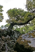 trees of Radi forest