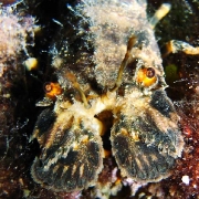 Scyllarus arctus