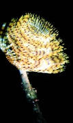 Sabella (Spirographis) spallanzanii