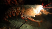 Homarus gammarus