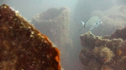 Peltastis wreck