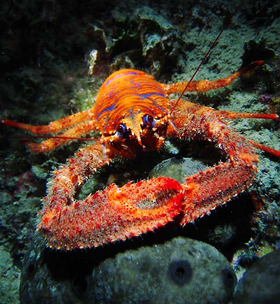 unknown crab