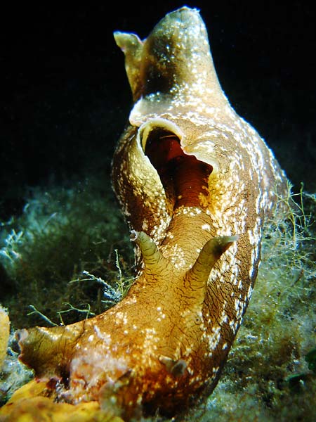 Aplysia depilans