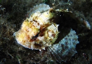 Scorpaena porcus