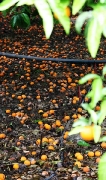 Oranges @ Myli