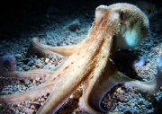 Octopus vulgaris