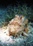 Octopus vulgaris