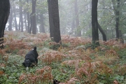 autumn in the forest