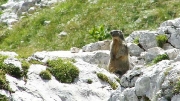 marmot