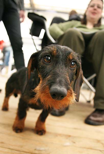 dachshund