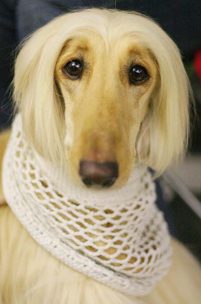 afghan hound