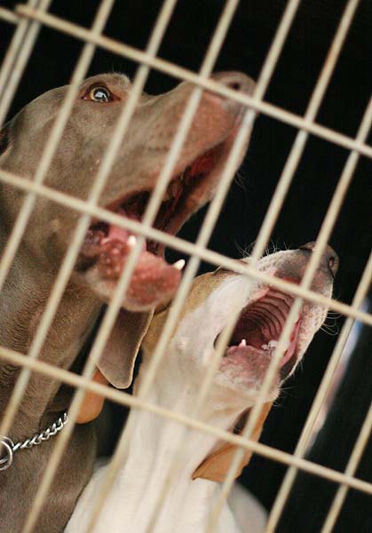 weimaraner & pointer