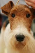 fox terrier?