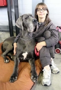 great dane