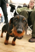 dachshund