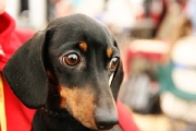 dachshund