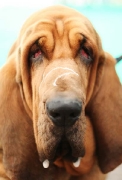 bloodhound