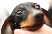 dachshund