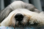 bearded collie