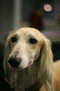 saluki