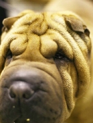 shar pei