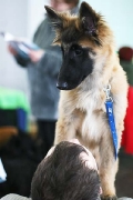 Belgian shepherd Tervuren