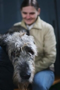 irish wolfhound