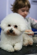 bichon frise