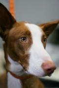 podenco ibicenco