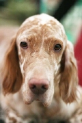 english setter