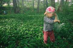 wild garlic season in corona times ©Janja