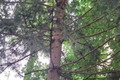 tree monkeys