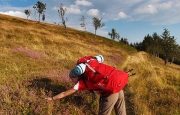 picking cranberries, afternoon, day 1