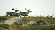 reindeer, Palkaskero, Pallas-YllÃ¤s tunturi NP, Finland