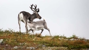 need breakfast! Pallas-YllÃ¤s tunturi NP, Finland (photo by Jonna)