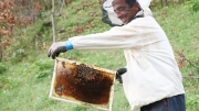 beekeeping